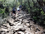 マウント・ワーニング・サミット・トラック