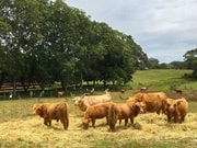 ザ・ファーム・バイロンベイ