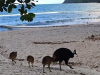 Etty Bayでヒクイドリを見つける