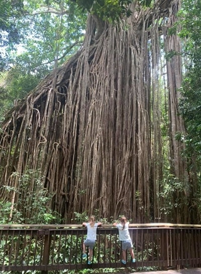 ケアンズカーテンフィグツリー