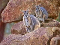 ロックワラビー・グラナイト・ゴージ・ネイチャーパーク