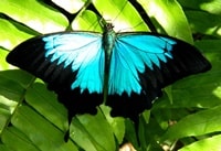 オーストラリアン・バタフライサンクチュアリ/ユリシス