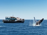 ハービーベイホエールウォッチングクルーズ