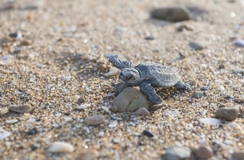 バンダバーグ・モン・レポス・ビーチ・ウミガメの卯か