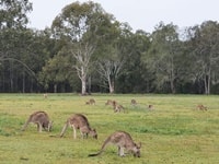 クーンババ・レイクランズ保護地域野生のカンガルー