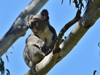 クーンババ・レイクランズ保護地域野生のコアラ