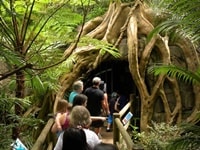 マウント・タンボリン・グローウォーム土ボタル・洞窟