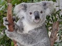 パラダイス・カントリー