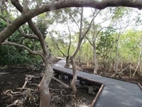 タレバジュラ・クリーク・ウォーキング・トラック