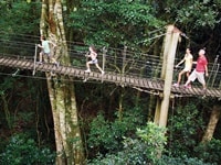 ツリー・トップ・ウォーク