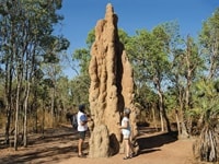 キャセドラルターマイトマウンズ