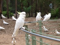 グランツ・ピクニック・グラウンド野生のオウムに餌付け