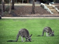 ホールズギャップの野生カンガルー