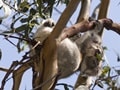 ケネットリバー野生のコアラ