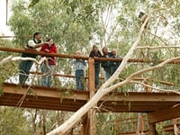 コアラ保護センター