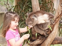 Maruコアラ&アニマルパーク