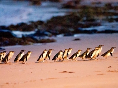 メルボルンペンンギンパレード