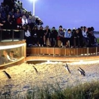 新ペンギンプラス見学デッキ