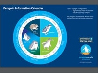 フィリップ島/ペンギンパレードPenguin-Parade