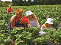 サニーリッジストロベリーファーム/モーニントン半島