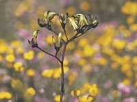 ブラック・カンガルー・ポウ