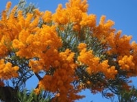 西オーストラリアクリスマスツリー