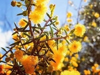 ダルウォリヌ・ワトル・アカシア