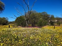 Depot Hill Reserveエバーラスティング