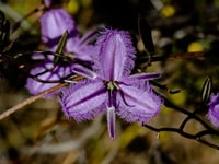 FringeLilyフリンジリリー