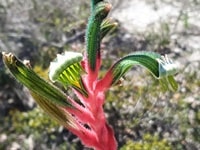 カンガルー・ポウ