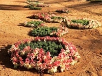 リースフラワー