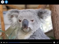 ビラボング動物園コアラ&ワイルドライフ・パーク