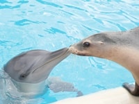 ドルフィン・マリン・コンザベーション・パーク