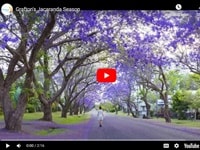 グリフトンジャカランダシーズン動画画