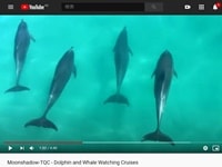 ポート・スティーブンスドルフィンウォッチ・クルーズ