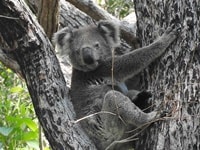 ティリゲリー州立保護区