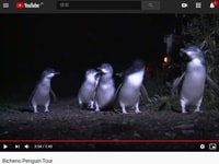 ビシェノ・ペンギン・ツアーズ動画