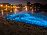 シー・スパークル/夜光虫撮影スポット・キングストンビーチ