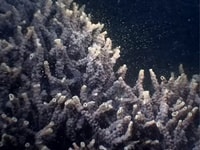 コーラルベイサンゴの産卵