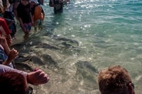 コーラルベイ鯛への餌付け