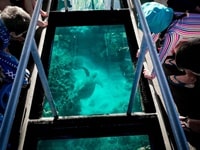 エクスマウス発グラスボトムボートツアー