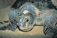 エクスマウスウミガメの産卵ふ化