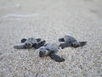 コーラルベイウミガメのふ化