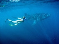 コーラルベイジンベイザメと泳ぐ