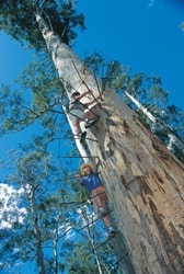 ペンバートンバイセンテニアルツリー