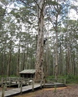 ペンバートンダイアモンドツリー