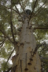 ペンバートングロウセスターツリー