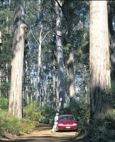 ペンバートンカリーの巨木の森