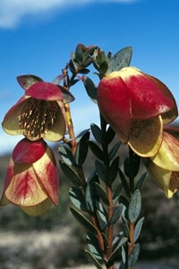 クアラップベルフィッツジェラルド・リバー国立公園