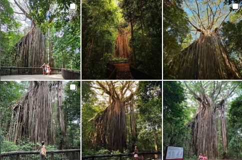 カーテン・フィグツリー/Curtain Fig Tree インスタグラム